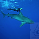 Illustration for article titled Astonishing images of a diver swimming on top of great white sharks